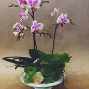 Mini Orchid Garden