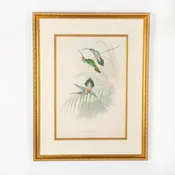 John Gould Lithograph, Phaethornis Guy