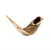 21-23" Ram's Horn Shofar