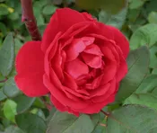 Blaze Climbing Rose (Rosa CL 'Blaze') - 2 gallon