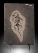 Keichousaurus hui Fossil Plate