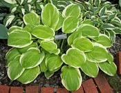 American Dream Hosta