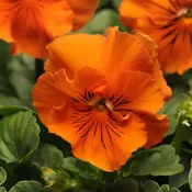'Frizzle Sizzle Orange' Ruffled Pansy (Viola)