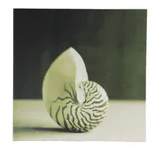12″ Black and White Seashell Canvas