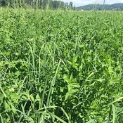 ARID ORCHARD / RED CLOVER MIX