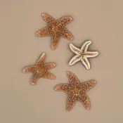 Mini Starfish — The Strange And Unusual