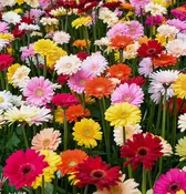 Add Gerber Daisies