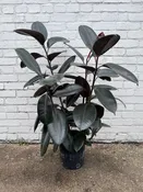 Ficus Elastica “Burgundy” 8 1/2” Pot — YELO APLE