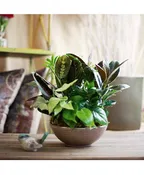 DESIGNER'S CHOICE DISH GARDEN