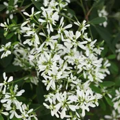 4″ Diamond Snow Euphorbia