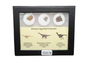 Dinosaur Egg Collection - Set of 3 Different Dinosaurs  #28