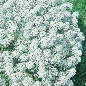 Alyssum White Flower