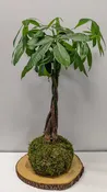 Money Tree Kokedama