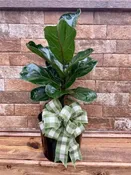 6" FIDDLE LEAF FIG