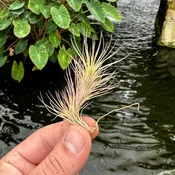 Tillandsia funckiana