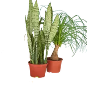 2 - 6" Indoor Plants Premium Subscription box