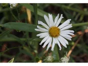 Boltonia asteroides (Eastern Doll’s Eyes, False Aster, Thousand Flower)