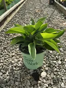 Abiqua Drinking Gourd Hosta