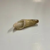 Cave Bear Incisor Tooth
