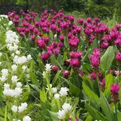 10 Perennial Plants Package