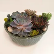 Succulent Garden