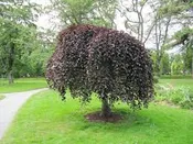 Beech, Weeping Copper 7 ft.