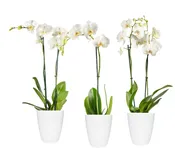 5in White Orchid in White Ceramic, 13/pk