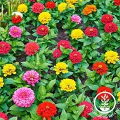 4.5" Zinnia Assorted — Farmington Greenhouse MN