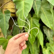Tillandsia exserta