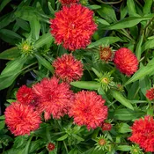 Echinacea 'Fringe Festival' G01