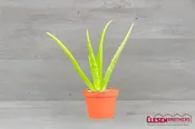 ALOE – VERA 4IN