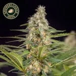 Bruce Banner Feminized By Growers Choice Seeds - Kind Seed Co