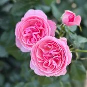 All Dressed Up™ Potted Rose Bush