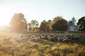 Lamb Deposit — Three Brothers Farm