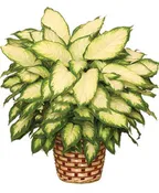 DUMB CANE HOUSE PLANT
