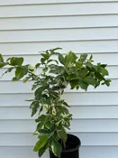 3 Gallon Grafted Pink Lemon Tree
