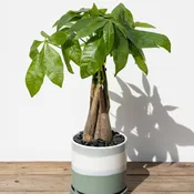Money Tree