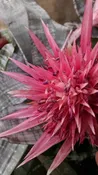 Silver Vase Bromeliad
