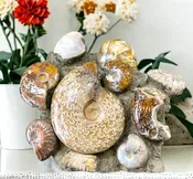 Ammonite Concretion Specimen for Grounding, Growth & Personal Development