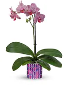 Teleflora's Jewel Shine Orchid