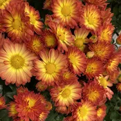 Autumn Sunset™ Garden Mum (Chrysanthemum)