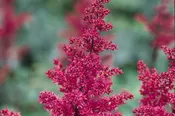 Astilbe 'Fanal'