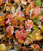 Epimedium platypetalum, Barrenwort, Bishop's Hat