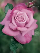 Barbra Streisand — Weeks Roses
