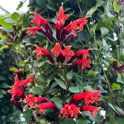 Lipstick Plant ‘Tiger Stripe’ (Aeschynanthus hybrid)