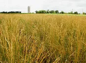 Intermediate Wheatgrass