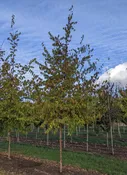 American Hophornbeam | Ostrya virginiana — Northwest Shade Trees