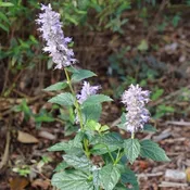 Agastache foeniculum (Anise Hyssop) Unity Grown
