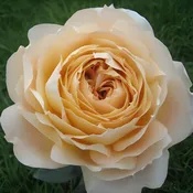 Beige Caramel Antike Garden Roses