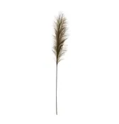 Bristlegrass Branch in Olive